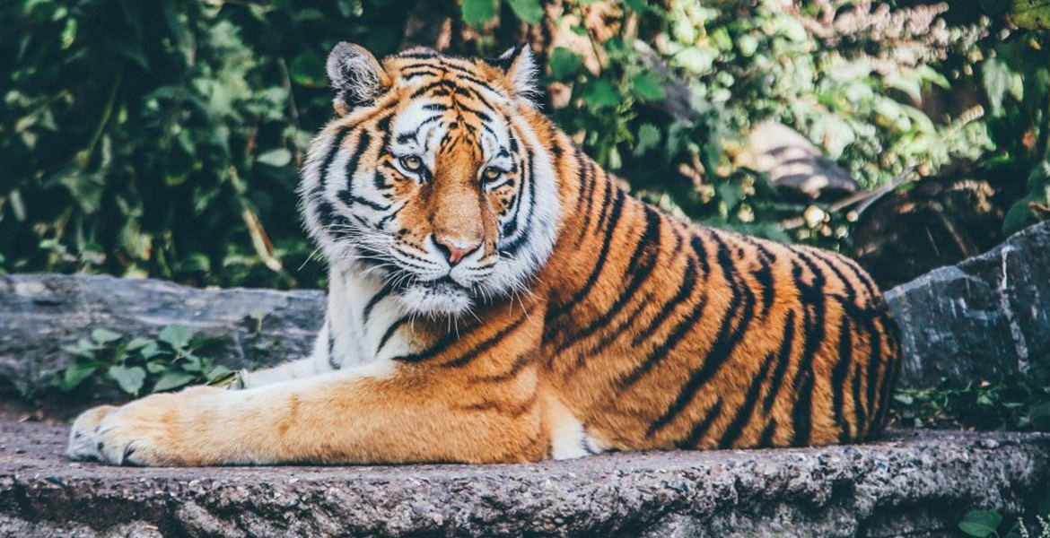 Un tigre majestueux est allongé sur un rocher, entouré de végétation luxuriante au sein du Zoo de la Palmyre. Son regard est perçant et son pelage orange rayé de noir est mis en valeur par la lumière naturelle.