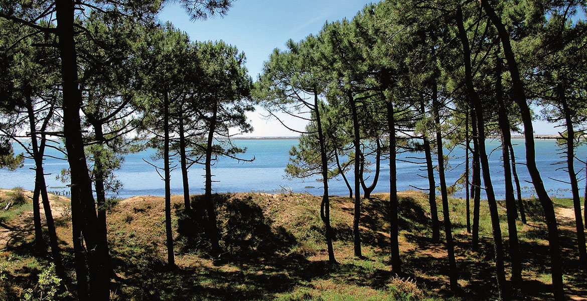 Vue à travers une forêt de pins avec la mer bleue visible en arrière-plan.