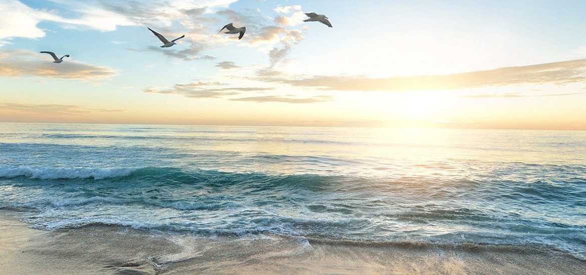 Des mouettes volant au-dessus de l'océan au coucher du soleil, avec des vagues déferlant sur le rivage.