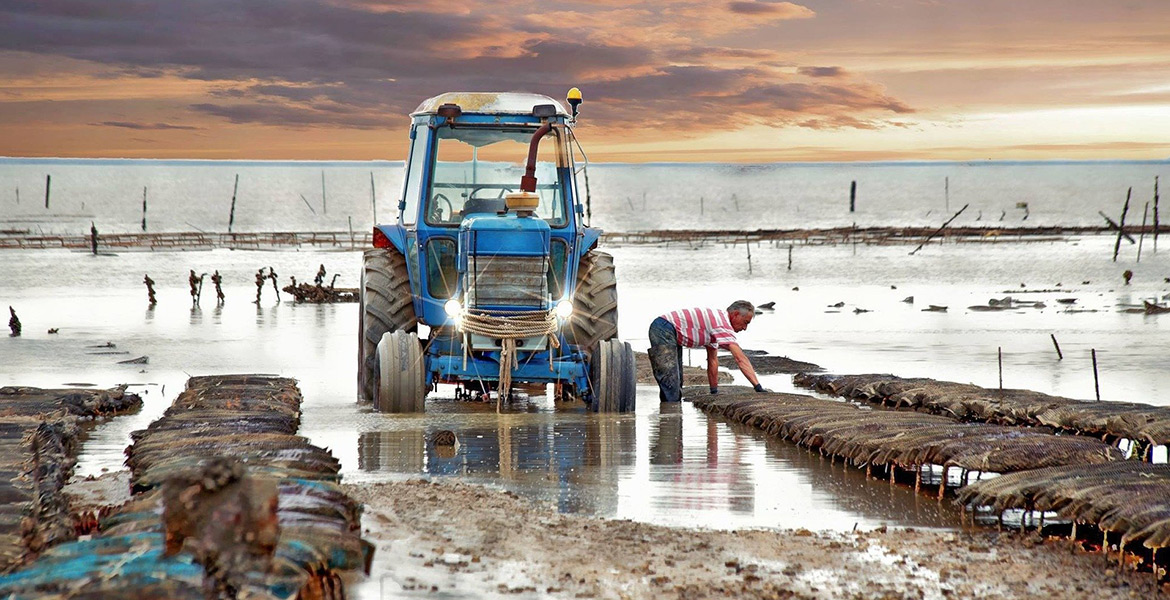 Un ostréiculteur travaillant sur des parcs à huîtres à marée basse, avec un tracteur bleu à côté, sous un ciel de coucher de soleil aux teintes orangées et violettes.