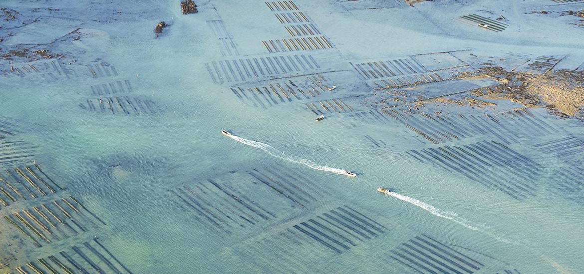 Vue aérienne de parcs à huîtres dans une eau peu profonde, avec plusieurs bateaux naviguant entre les rangées.