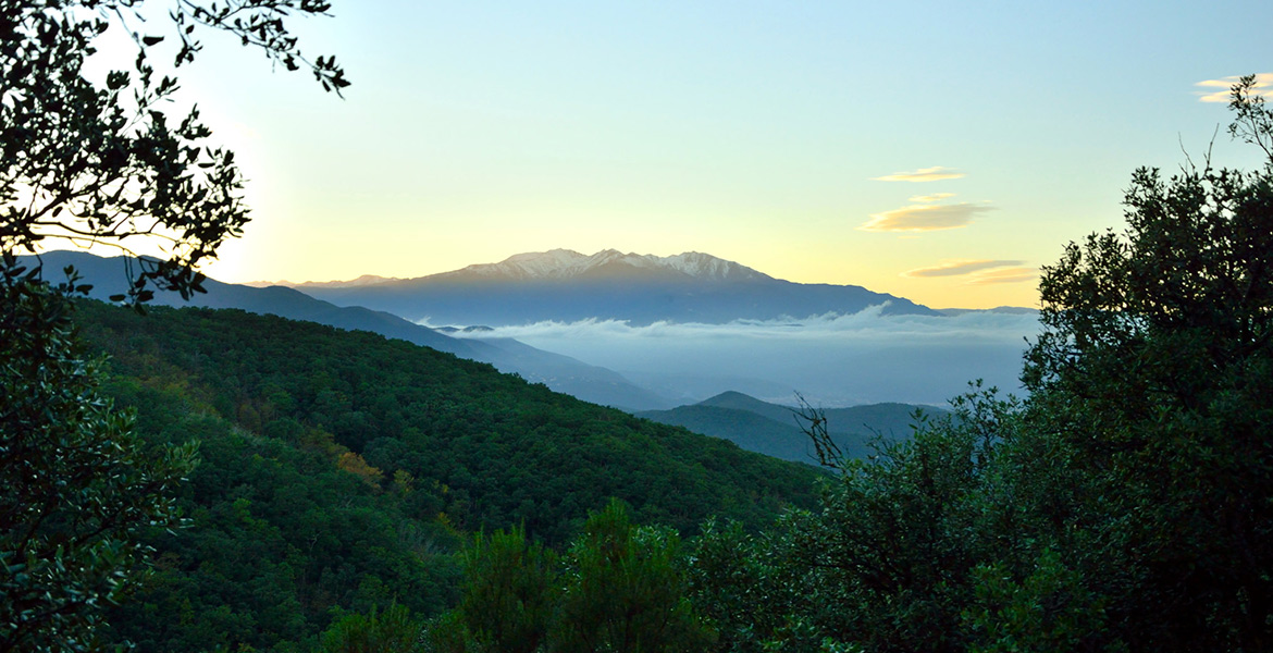 Vue panoramique des montagnes verdoyantes avec le sommet enneigé du mont Canigou à l'horizon, sous un ciel clair au coucher du soleil.