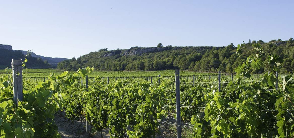 Rangées de vignes verdoyantes dans un vignoble avec un sol caillouteux et des collines en arrière-plan sous un ciel bleu clair. Dans la région de Carcassonne dans l'Aude.