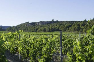 Rangées de vignes verdoyantes dans un vignoble avec un sol caillouteux et des collines en arrière-plan sous un ciel bleu clair. Dans la région de Carcassonne dans l'Aude.