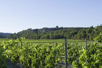 Rangées de vignes verdoyantes dans un vignoble avec un sol caillouteux et des collines en arrière-plan sous un ciel bleu clair. Dans la région de Carcassonne dans l'Aude.