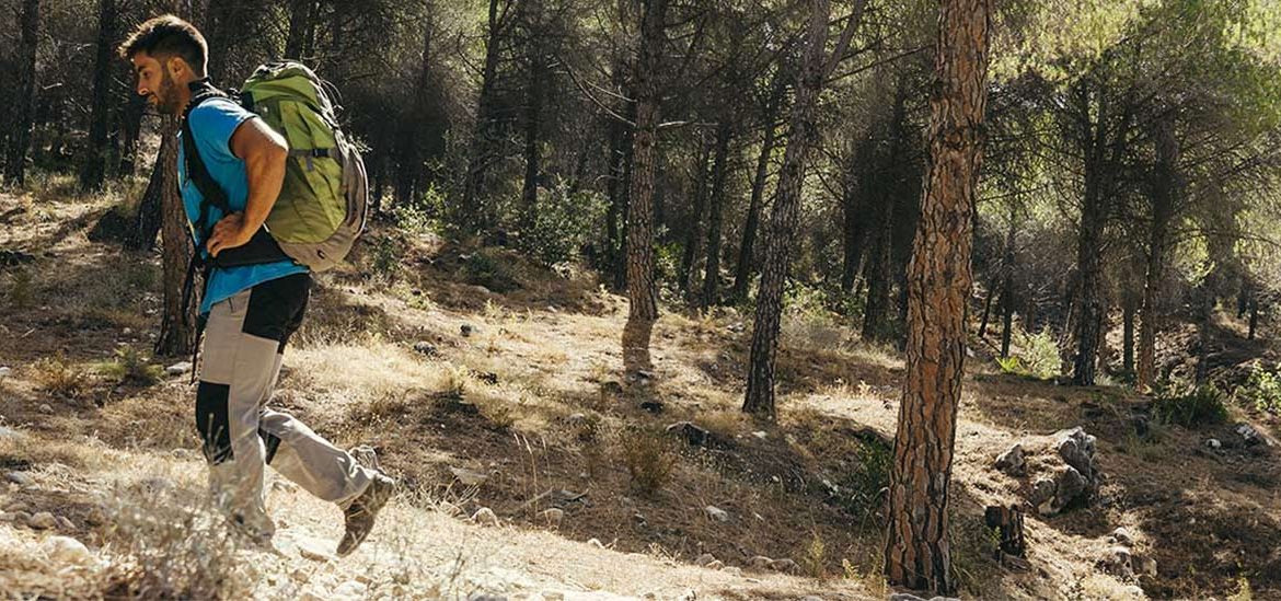 Randonneur qui marche au coeur d'une forêt de pins