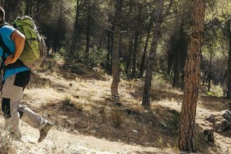 Randonneur qui marche au coeur d'une forêt de pins