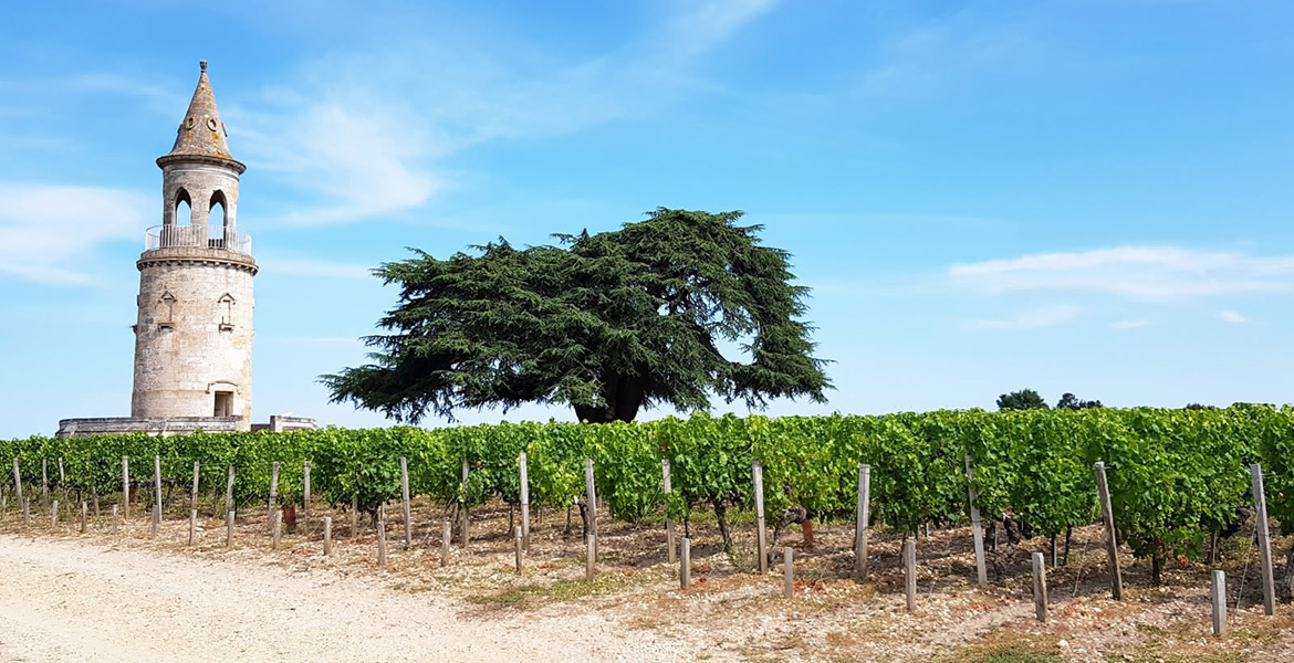 Tour historique dans un vignoble avec des rangées de vignes sous un ciel bleu clair.