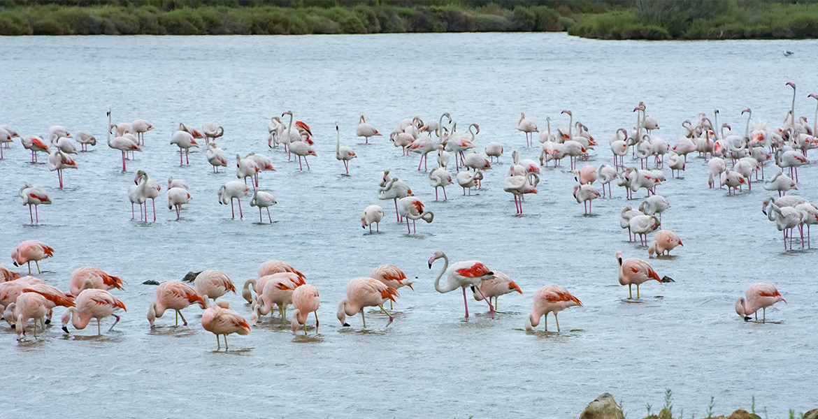 Grande colonie de flamants roses de diverses teintes, certains se tenant debout et d'autres se nourrissant dans un lac peu profond, avec un ciel couvert en arrière-plan.