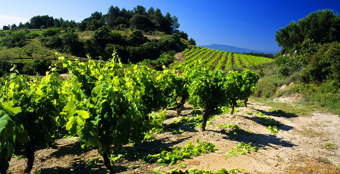 Un vignoble verdoyant s'étend sur une colline sous un ciel bleu éclatant.