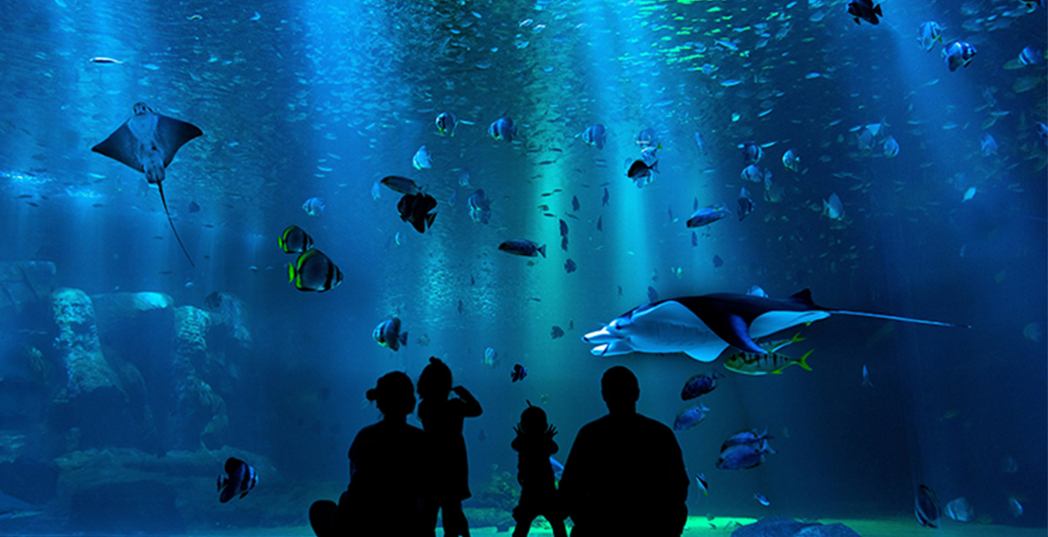 Silhouettes de personnes observant des raies et des poissons colorés dans un grand aquarium éclairé de lumière bleue.