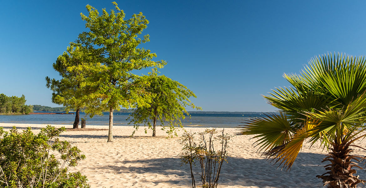 Plage de sable fin avec quelques arbres et des buissons, donnant sur un plan d'eau calme sous un ciel bleu clair.