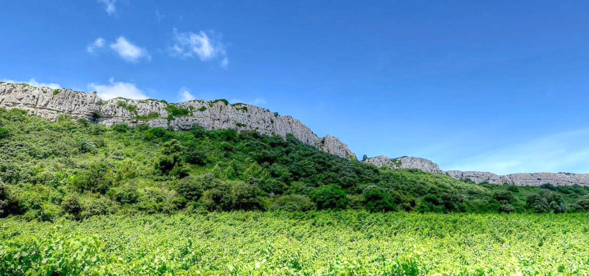 Paysage de du Masif de la Clape surplombant une dense végétation verte sous un ciel bleu clair.