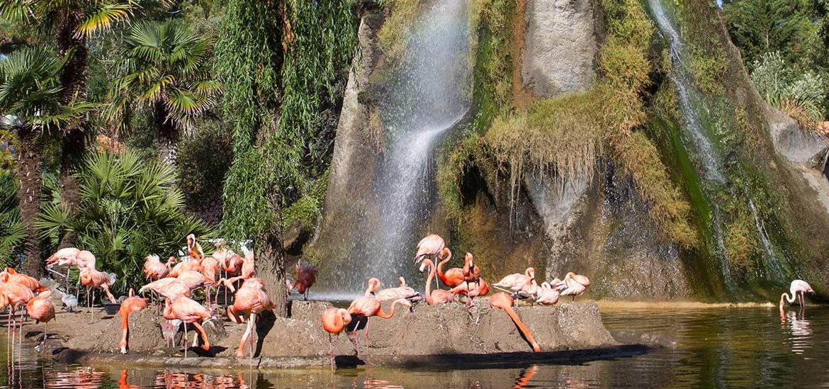 Un groupe de flamants roses se repose sur un îlot devant une grande cascade entourée de végétation luxuriante. L'environnement exotique crée une ambiance tropicale paisible.