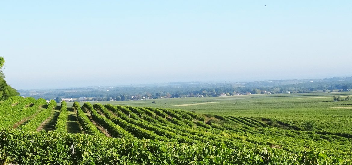 Vignobles s'étendant sur des collines avec des rangées de vignes bien alignées, entouré de verdure et offrant une vue dégagée sur la campagne environnante sous un ciel clair.