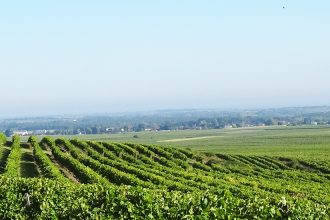 Vignobles s'étendant sur des collines avec des rangées de vignes bien alignées, entouré de verdure et offrant une vue dégagée sur la campagne environnante sous un ciel clair.