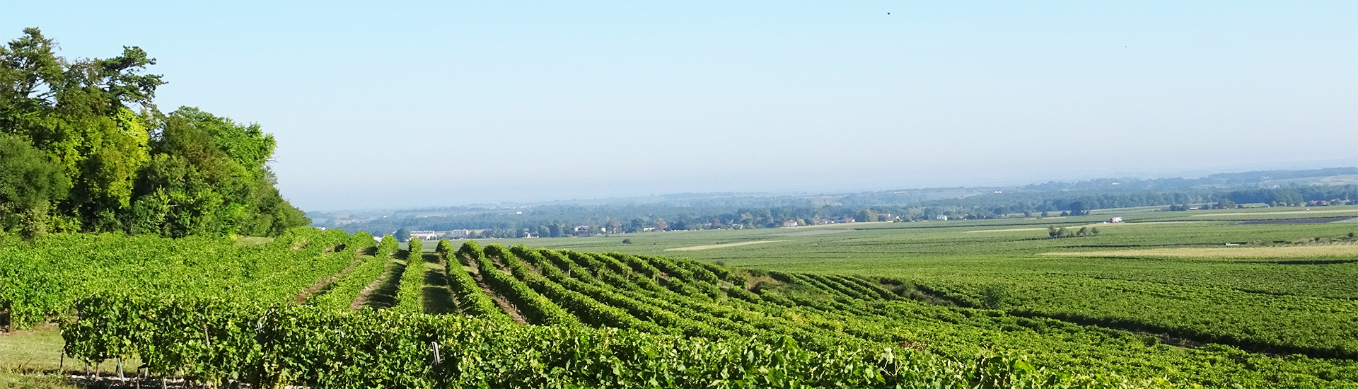 Vignobles s'étendant sur des collines avec des rangées de vignes bien alignées, entouré de verdure et offrant une vue dégagée sur la campagne environnante sous un ciel clair.